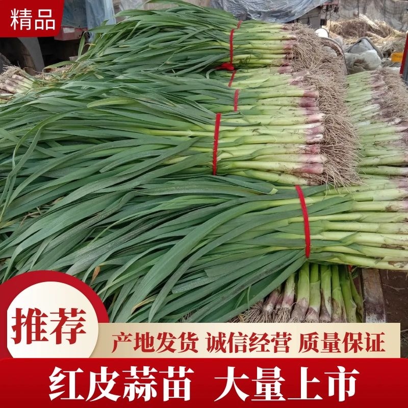 山东红皮蒜苗【产地直发】【质量保证】价格随行就市