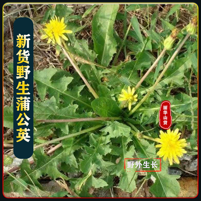 野生蒲公英黄花苗新货干品新鲜整棵带根对接全国山区采挖