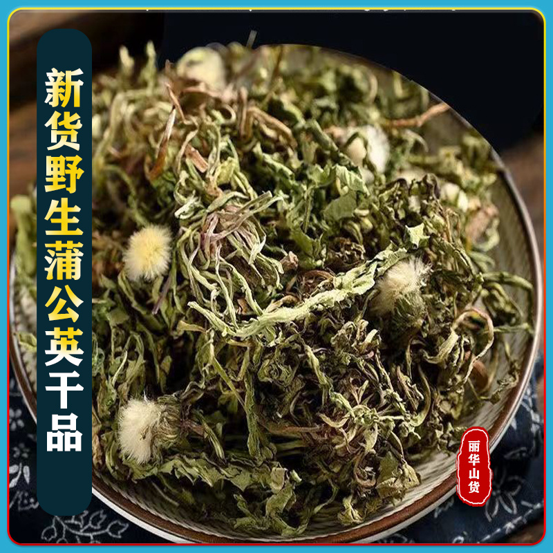 野生蒲公英黄花苗新货干品新鲜整棵带根对接全国山区采挖