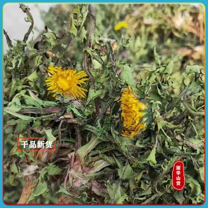 野生蒲公英黄花苗新货干品新鲜整棵带根对接全国山区采挖