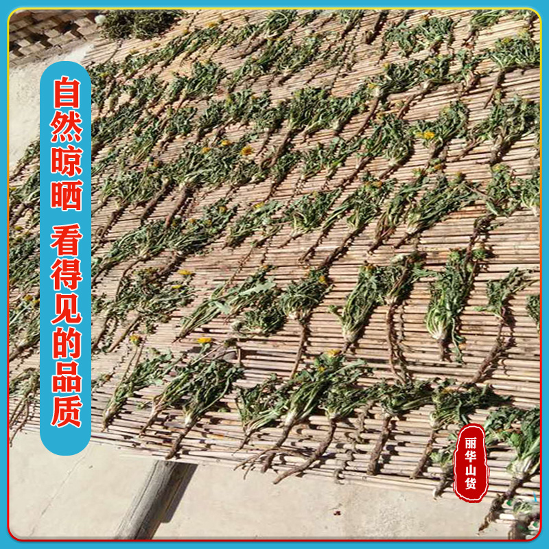 野生蒲公英黄花苗新货干品新鲜整棵带根对接全国山区采挖