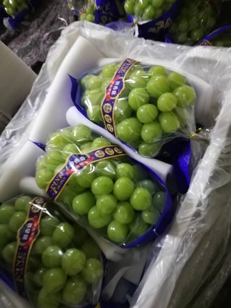 阳光玫瑰葡萄晴王葡萄山西精品货源量大从优欢迎电联采购