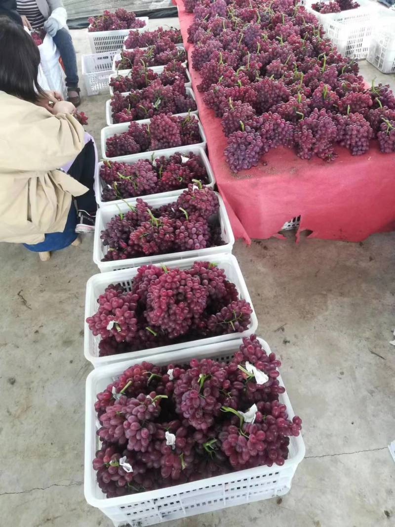 克伦生葡萄无籽红提山西现货现发质好价优欢迎电联采购