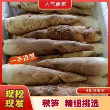 江西红泥雷笋，产地直销现挖现发，新鲜好货欢迎选购