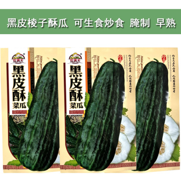 黑皮酥菜瓜种子八棱脆瓜种子老品种菜瓜籽四季种植蔬菜架种植