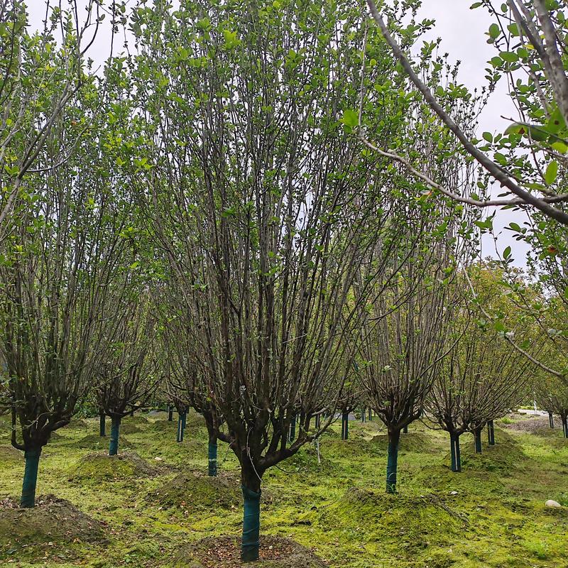 伟森园林基地直供12公分西湖海棠行道树常绿乔木