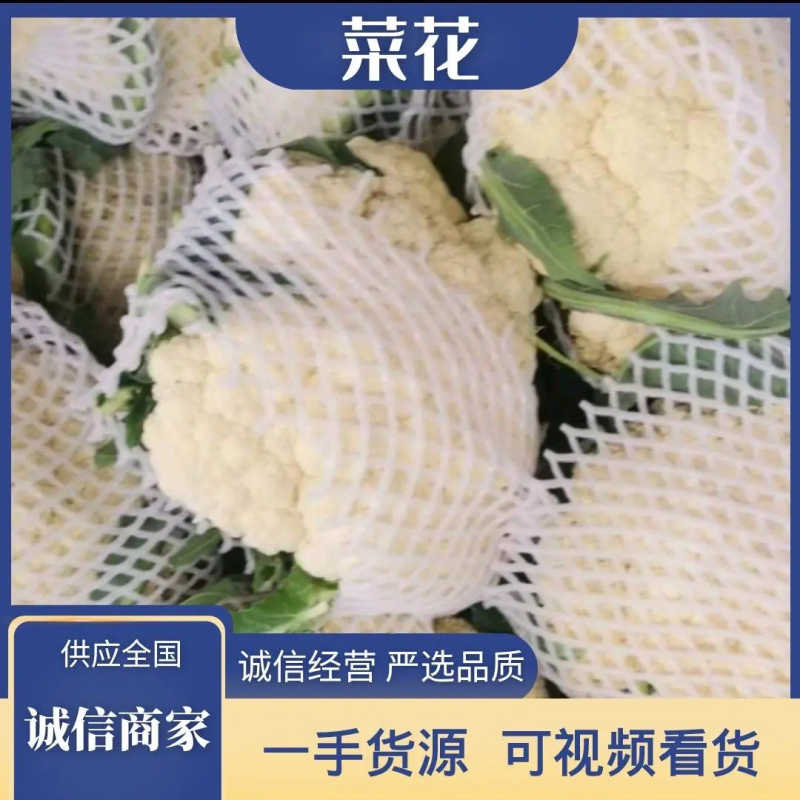 【河南松花菜】菜花（降价了）产地一手货源对接全国客商
