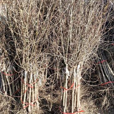突尼斯软籽石榴苗，种植基地直发根系发达，品质保证