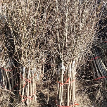 突尼斯软籽石榴苗，种植基地直发根系发达，品质保证石榴树