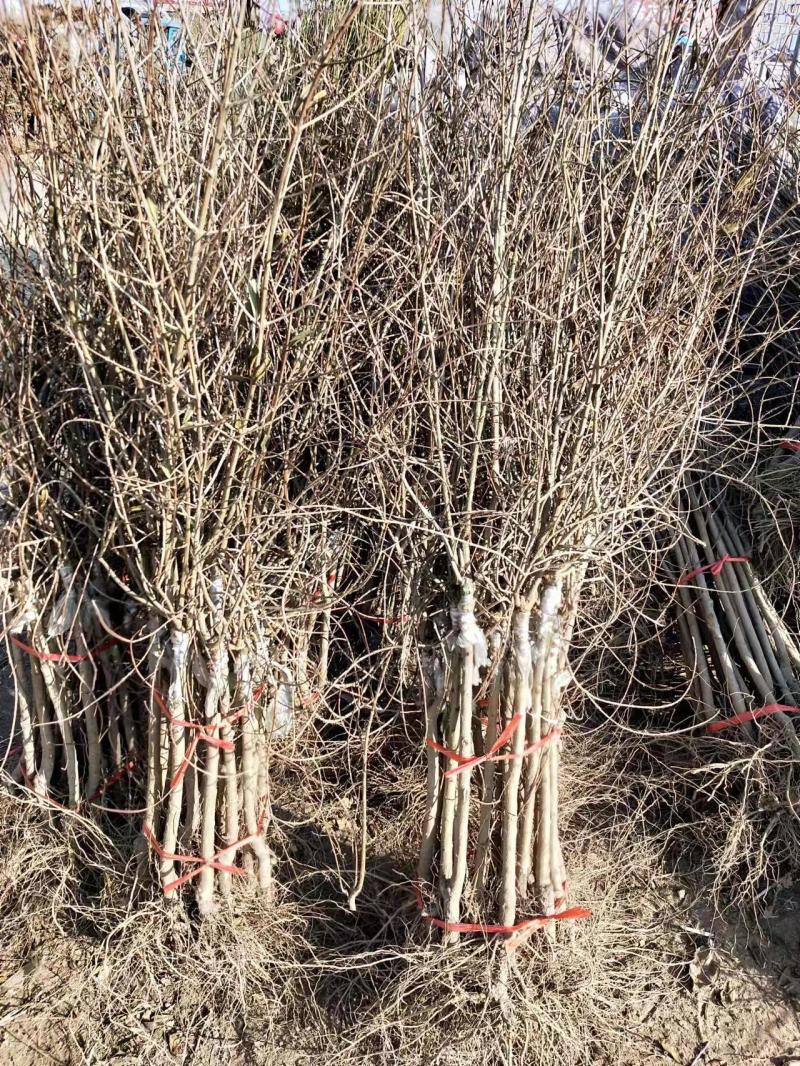 突尼斯软籽石榴苗，种植基地直发根系发达，品质保证石榴树