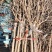 突尼斯软籽石榴苗，种植基地直发根系发达，品质保证石榴树