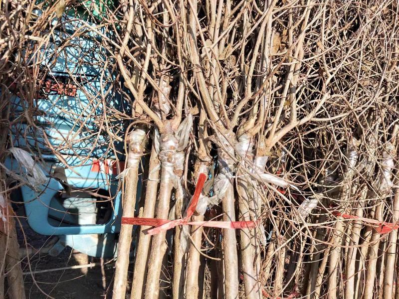 突尼斯软籽石榴苗，种植基地直发根系发达，品质保证石榴树