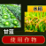 兴柏5%阿维菌素红蜘蛛小菜蛾二化螟红蜘蛛广谱杀虫剂
