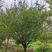 伟森园林基地直发18公分红梅树树形优美冠幅饱满