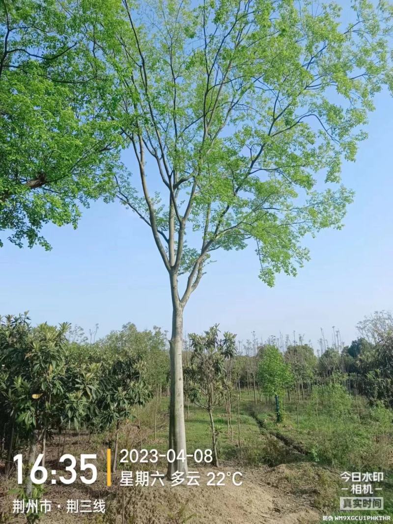 【朴树】规格齐全价格优惠全国发货基地一手货源《丛生朴树》