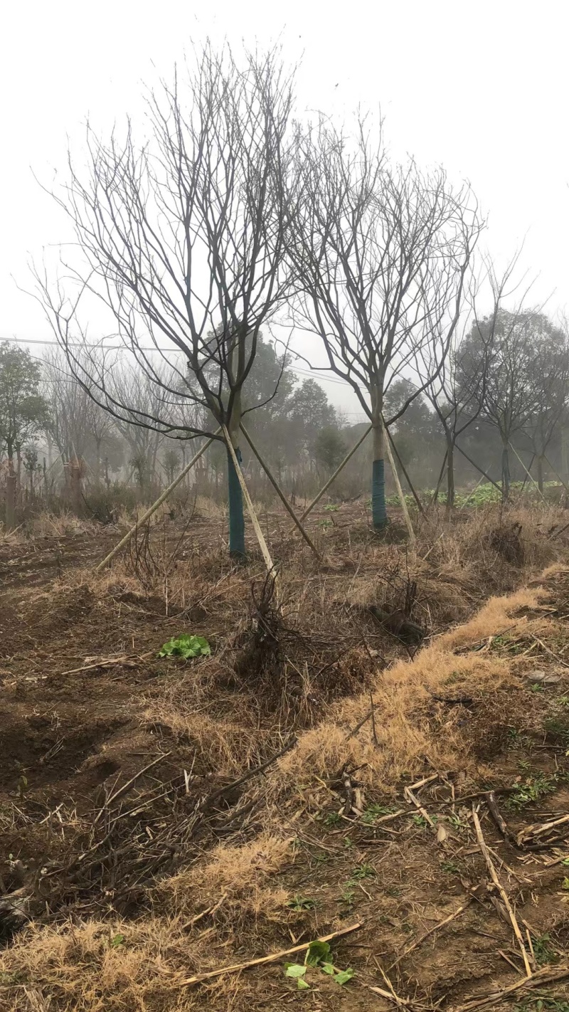 【朴树】规格齐全价格优惠全国发货基地一手货源《丛生朴树》