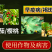 80%代森锰锌早疫病褐斑病炭疽病络合态杀菌剂