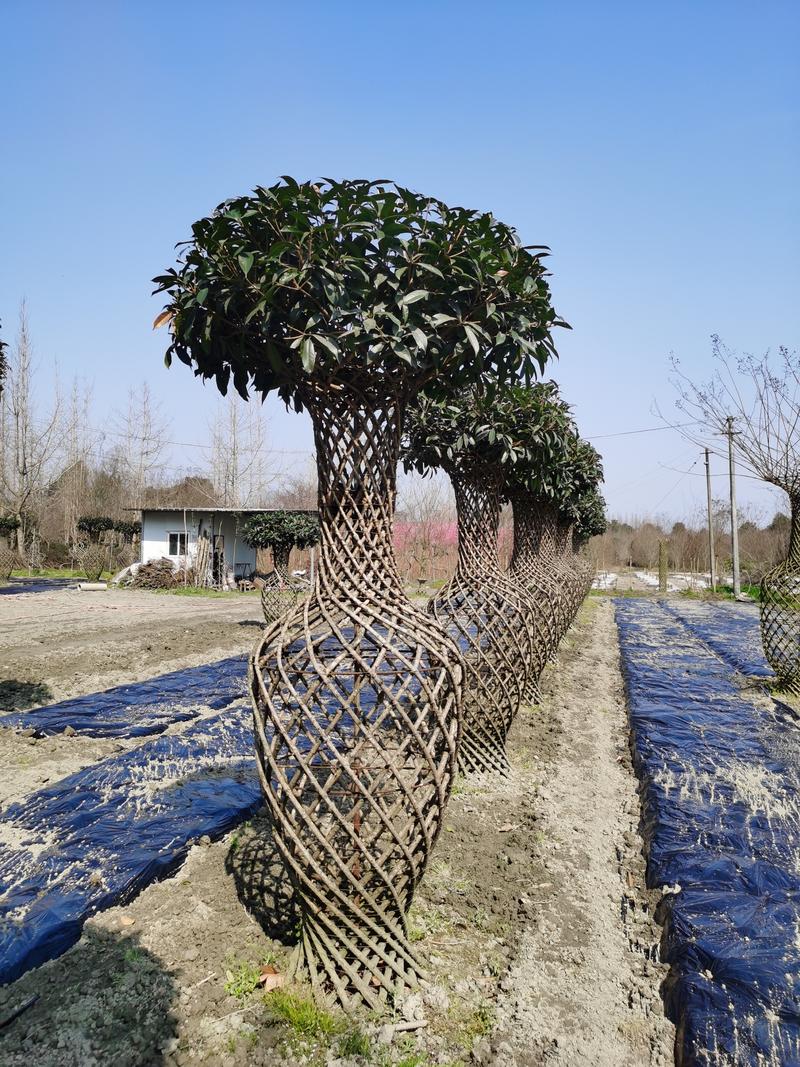 伟森园林基地直发高180公分桂花花瓶编织点高