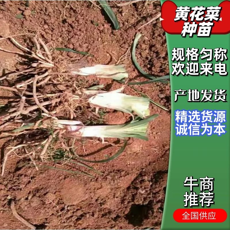 【HOT】黄花菜种苗，基地现挖现卖，后期提供管理技术支持
