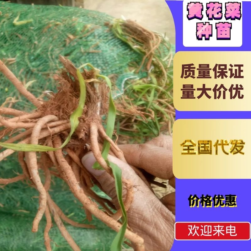 【HOT】黄花菜种苗，基地现挖现卖，后期提供管理技术支持