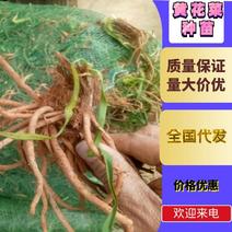 【实力推荐】猛子花黄花菜种苗袋装，量大基地直供