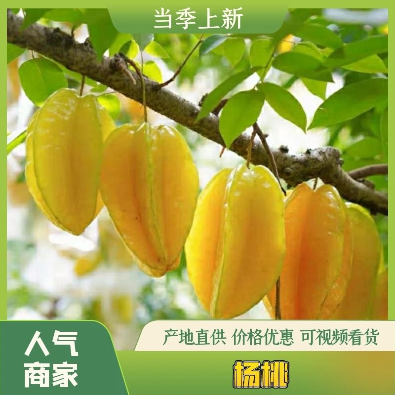 【甜】杨桃广东精品杨桃量大从优味甜果型好欢迎选购