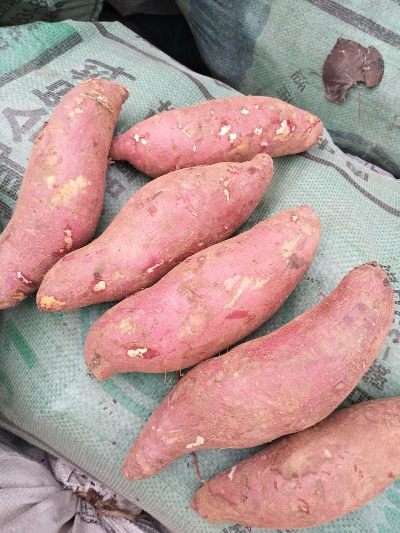 【视频看货】济薯26山东红薯长期供应保质保量发往全国