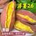 【济薯26】精品板栗薯软糯无丝供应全国可视频看货详谈