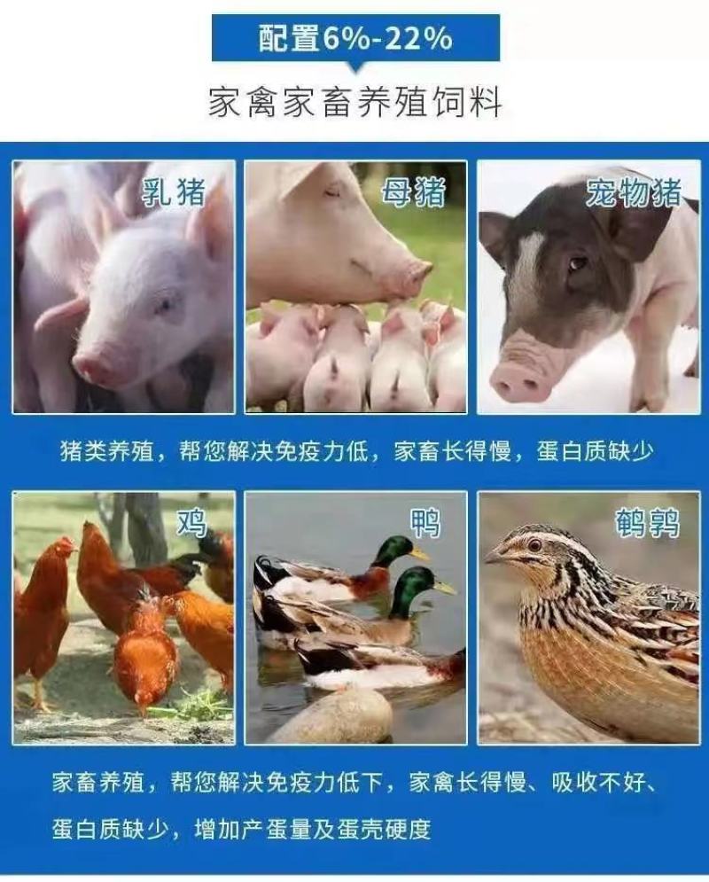 M国进口白鱼粉用于:鳗鱼龟鳖桂花鱼观赏鱼等做饲料鱼粉