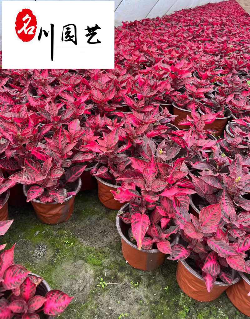 精品中国红杯苗批发出售花境花坛租摆四川彩叶苗木批发