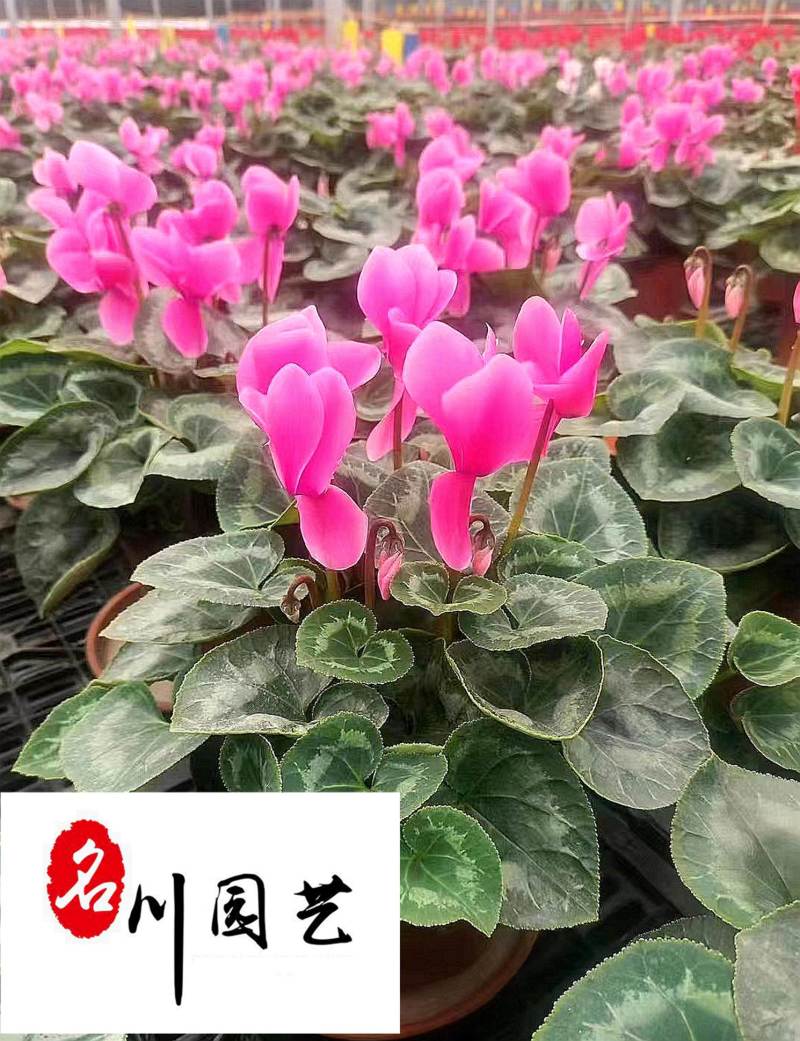 苗圃基地出售仙客来杯苗成都花卉苗木批发仙客来优惠价格