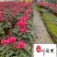 苗圃基地出售仙客来杯苗成都花卉苗木批发仙客来优惠价格
