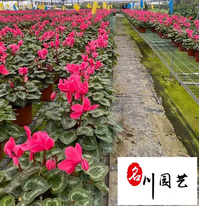 苗圃基地出售仙客来杯苗成都花卉苗木批发仙客来优惠价格