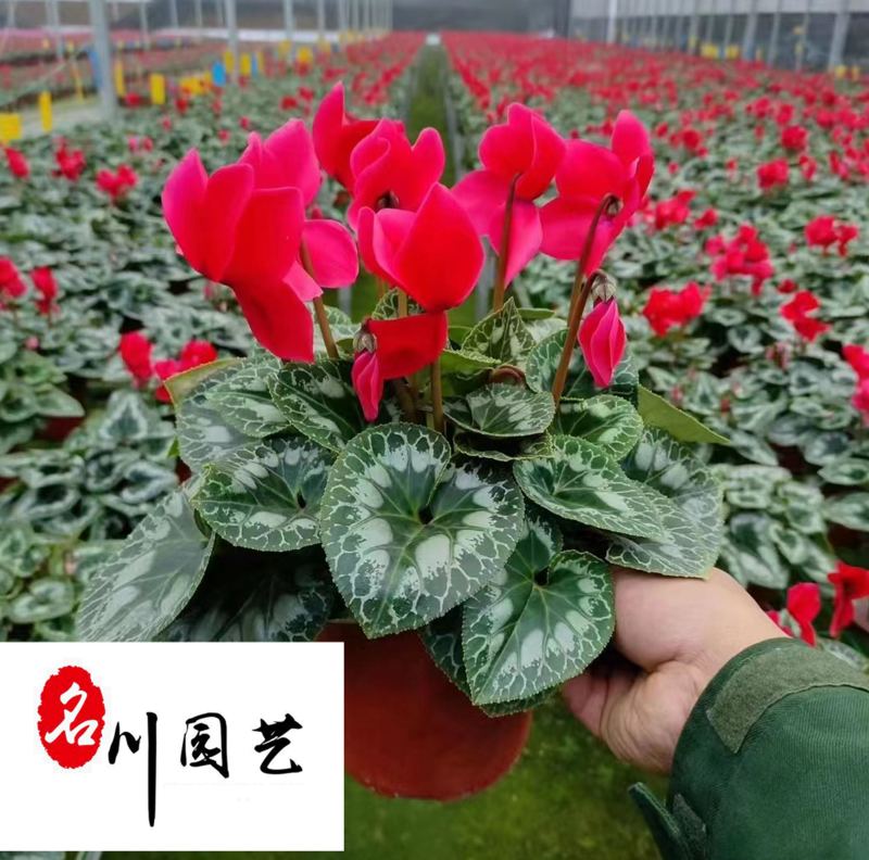 苗圃基地出售仙客来杯苗成都花卉苗木批发仙客来优惠价格