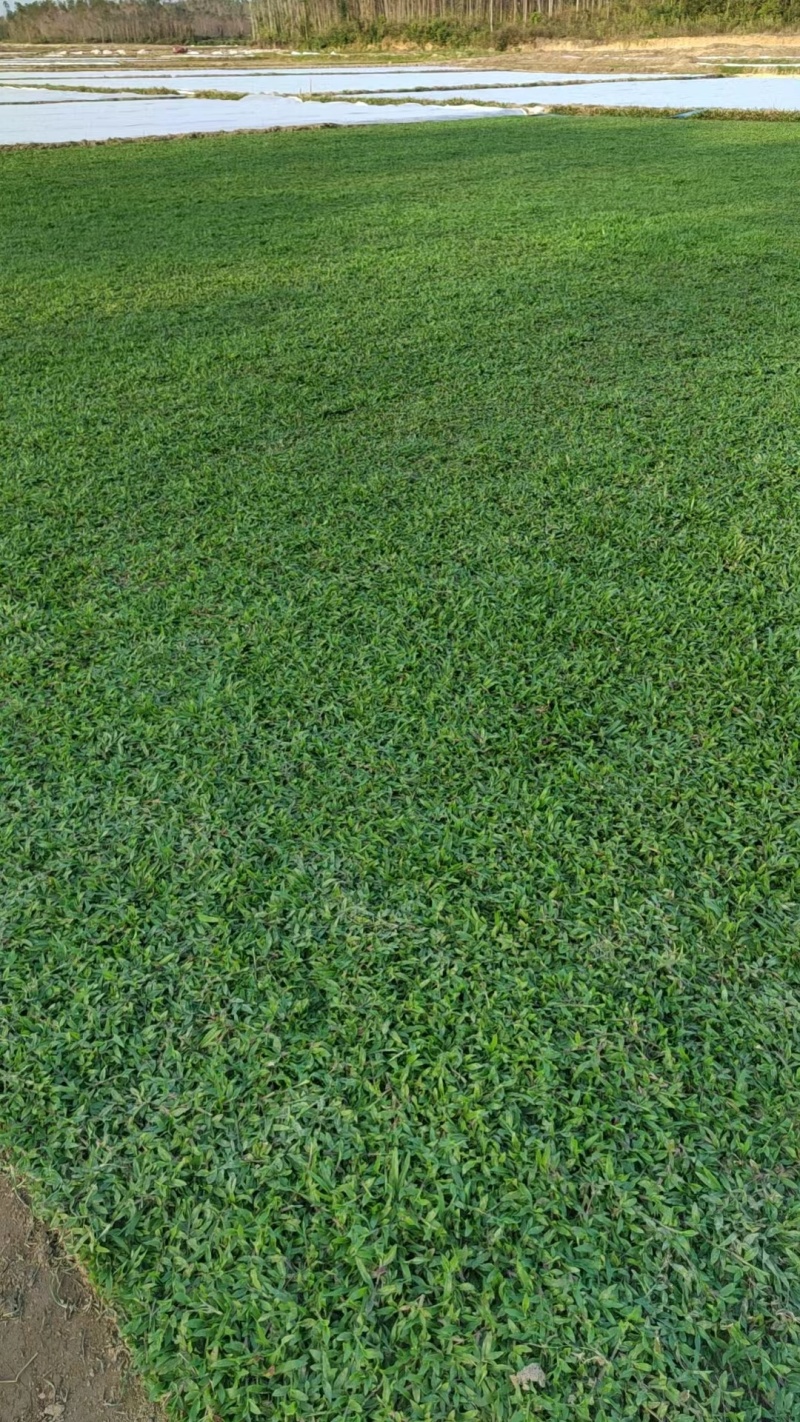 大叶油草草坪草地毯草常年有售，货源充足电联合作