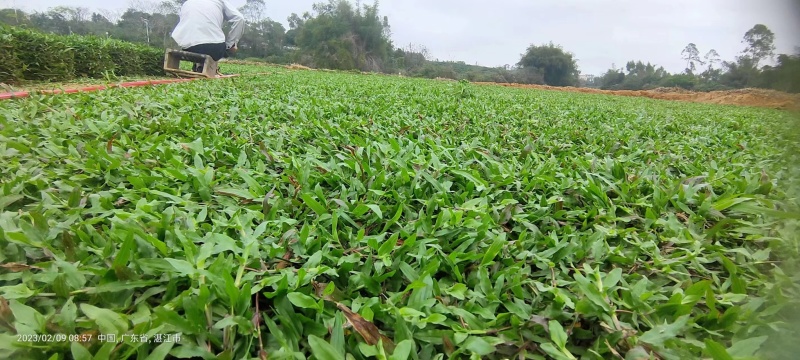 大叶油草草坪草地毯草常年有售，货源充足电联合作
