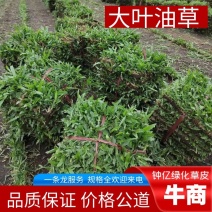 大叶油草草坪草地毯草常年有售，货源充足电联合作