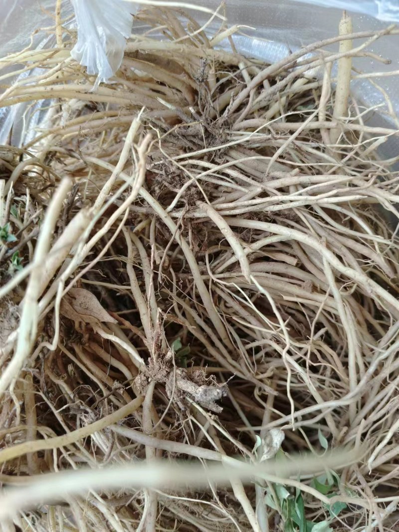 龙胆草，品质保证，一手货源，欢迎大家来电咨询
