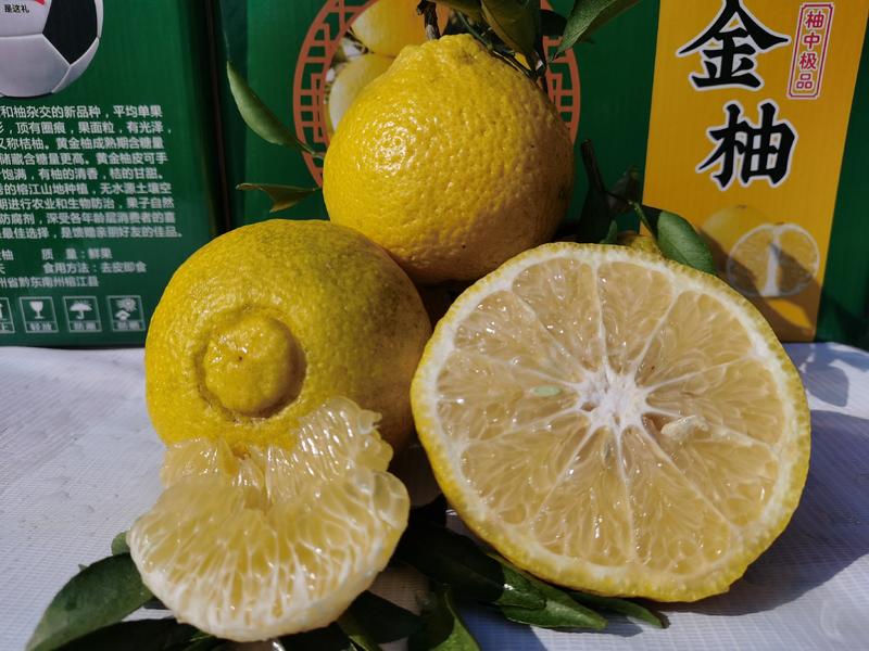 贵州产地黄金贡柚精品柚子榕江特产甜度高价格优欢迎咨询
