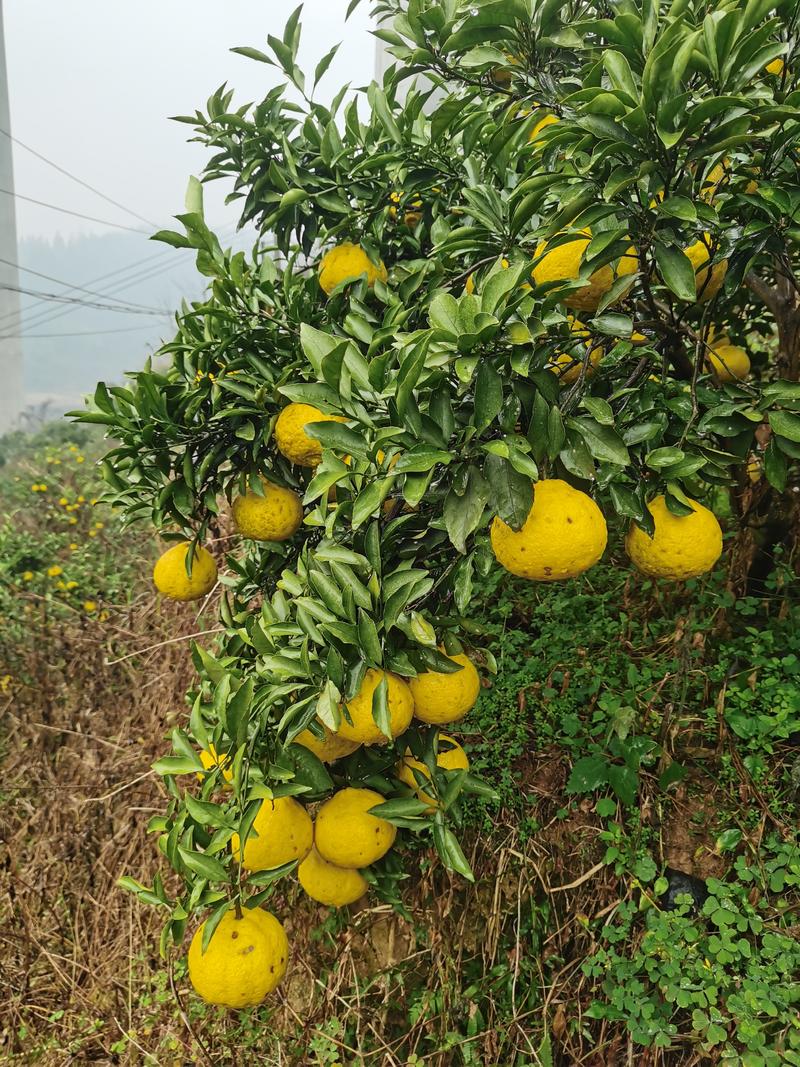 贵州产地黄金贡柚精品柚子榕江特产甜度高价格优欢迎咨询
