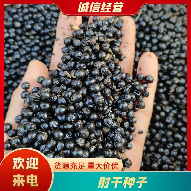 射干种子河北产地直供一条龙服务可视频看货拿货欢迎来电咨询