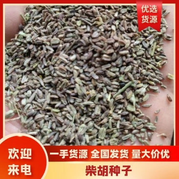 【柴胡籽】柴胡种子河北包技术多年生柴胡籽北柴胡籽视频拿货电联