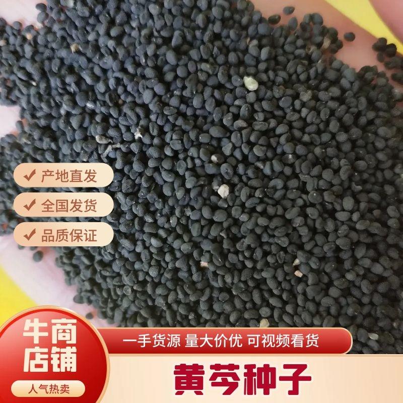 黄芩种子，黄芩子，精选黄芩种子，2025全新种子，发货快
