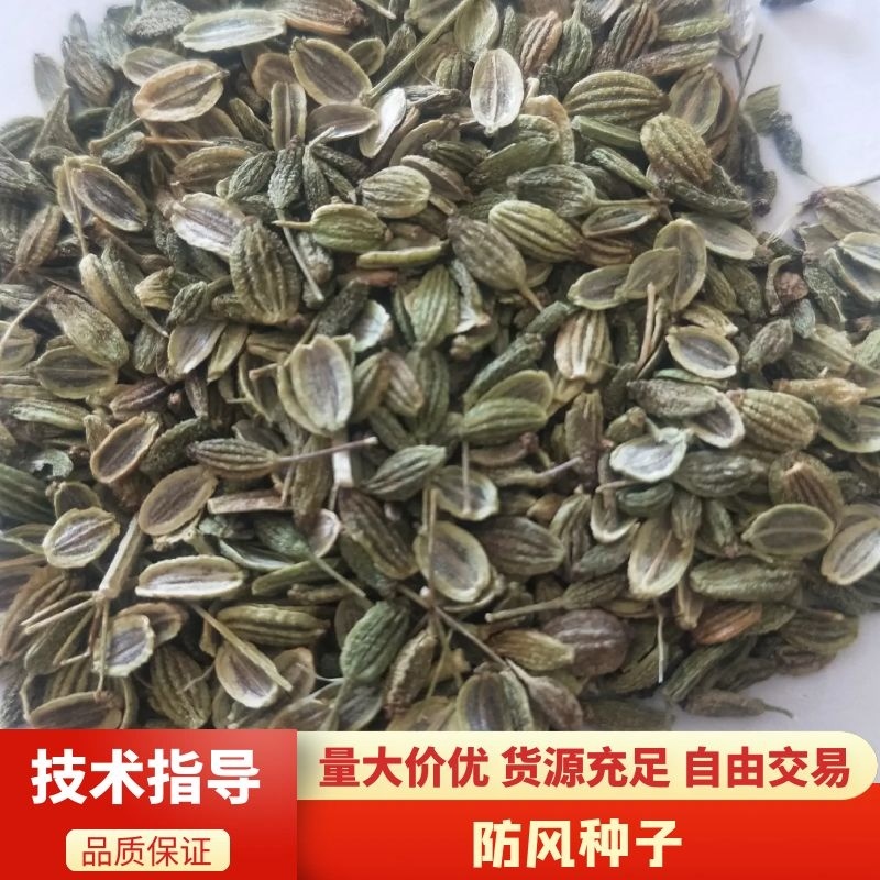 防风种子，防风子，张家口防风子，内蒙防风子，2025新产