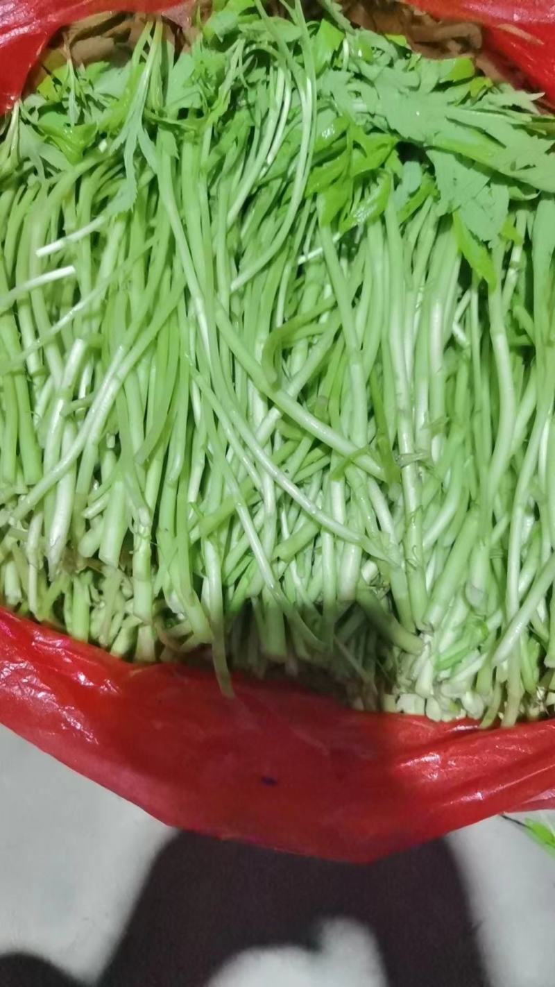 【精品】芦蒿规格齐全品质保证对接全国欢迎联系