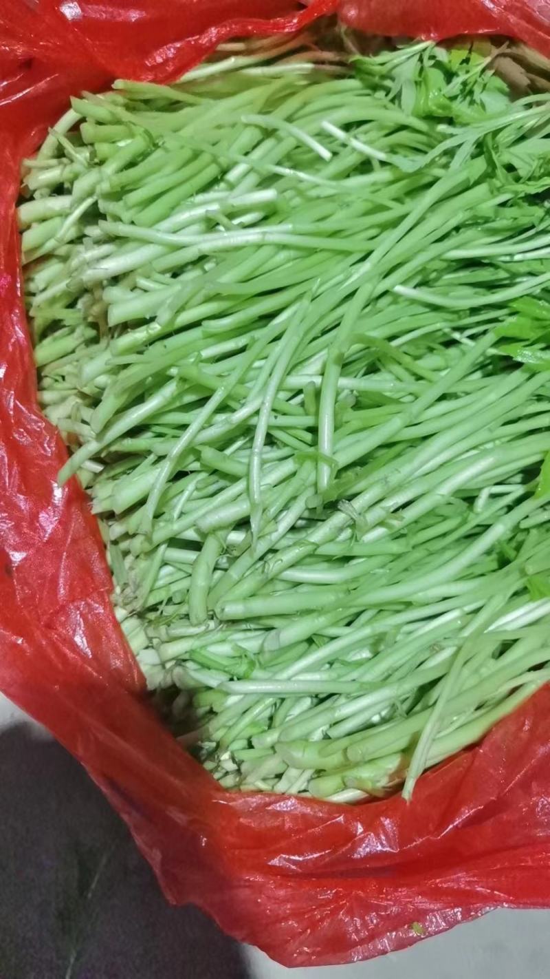 【精品】芦蒿规格齐全品质保证对接全国欢迎联系