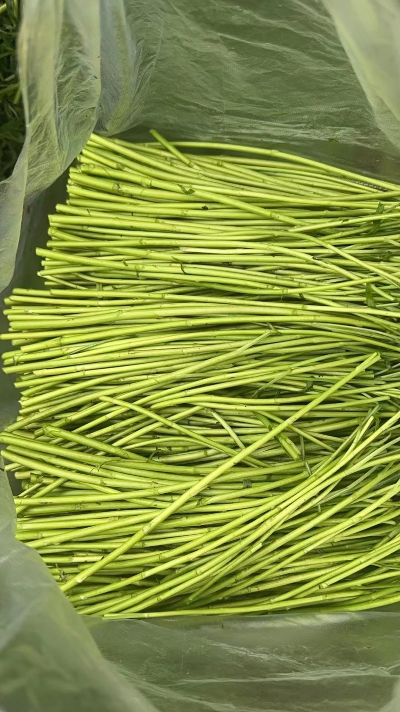 【精品】芦蒿规格齐全品质保证对接全国欢迎联系