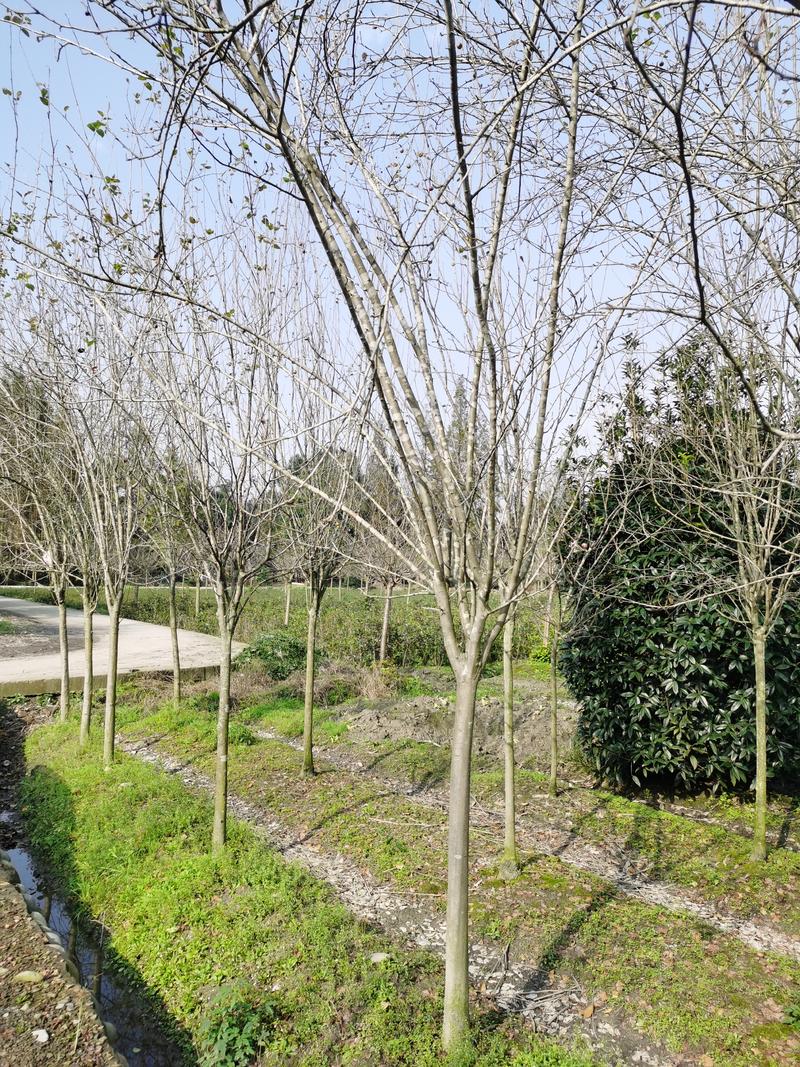 西湖海棠基地大量供应7-15公分优质树形规格齐全