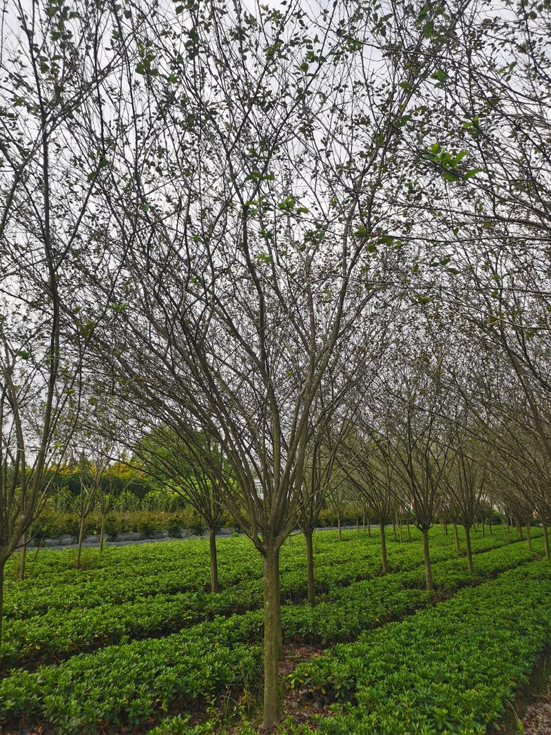 西湖海棠基地大量供应7-15公分优质树形规格齐全