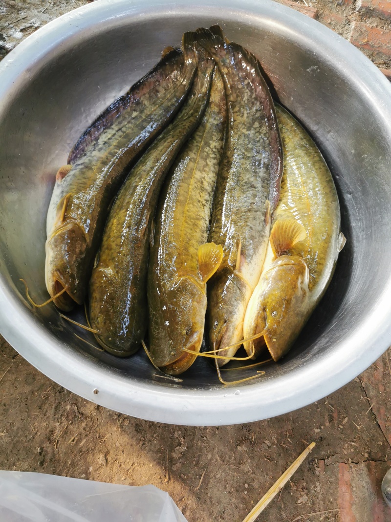 无油大口鲶鱼，量大从优，一手货源，欢迎来电咨询